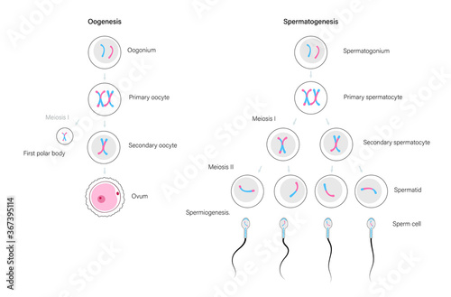 Reproductive system concept
