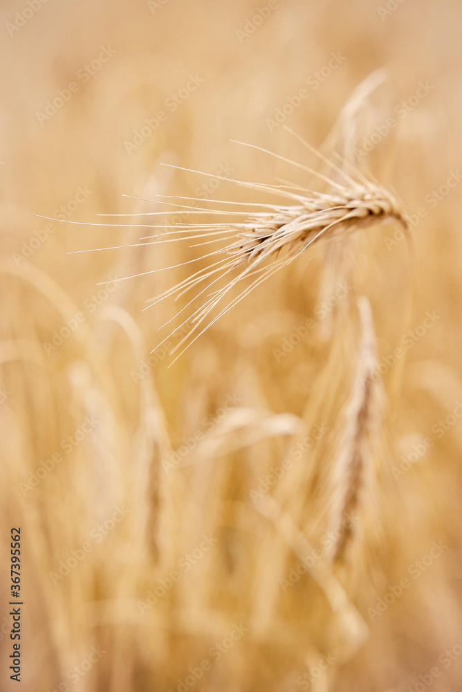 harvest wheat ears in the field harvest wheat ears in the field