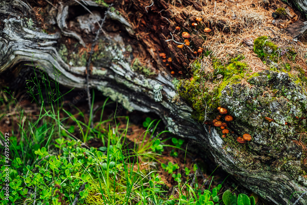 Fototapeta premium Beautiful small mushrooms with orange caps on old mossy log closeup. Scenic nature background with group of orange small mushrooms on log covered with mosses and lichens. Fungi colony on log with moss