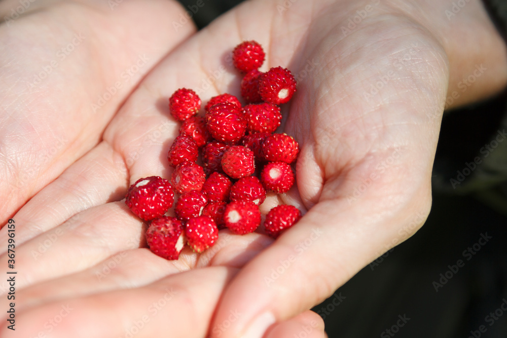 Crossed palms of human with wild strawberries, close up. Crossed palms of human with wild strawberries, close up.