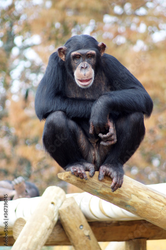 Fototapeta Naklejka Na Ścianę i Meble -  chimpanzee