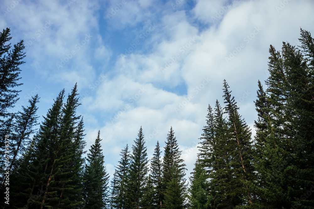 Silhouettes of fir tops on background of clouds. Atmospheric minimal forest scenery. Tops of green coniferous trees against cloudy blue sky. Nature backdrop with firs and sky. Woody mystery landscape. Silhouettes of fir tops on background of clouds. Atmospheric minimal forest scenery. Tops of green coniferous trees against cloudy blue sky. Nature backdrop with firs and sky. Woody mystery landscape.