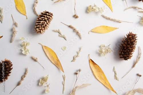 Layout of yellow leaves, cones and dry plants. Pattern on an autumn theme on a white background