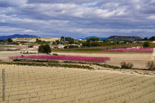 Peach blossom in Cieza  Mirador El Olmico in the Murcia region in Spain