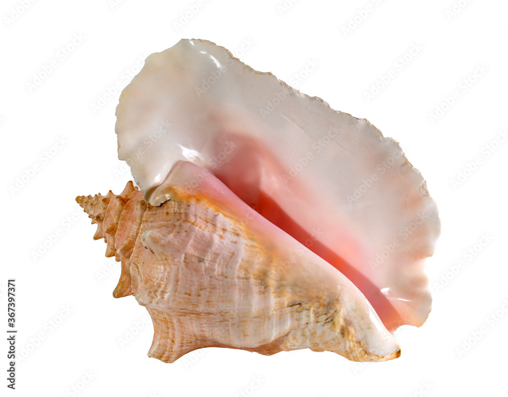 Sea shell isolated on a white background. Beautiful seashell Sea shell isolated on a white background. Beautiful seashell