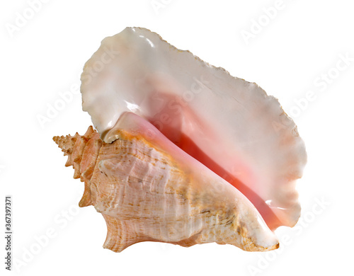 Sea shell isolated on a white background. Beautiful seashell