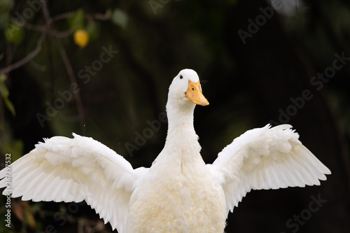 white duck in the garden