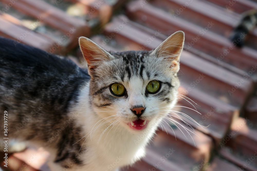 stray cat, close-up cat portrait, close-up beautiful cute cat with big eyes,