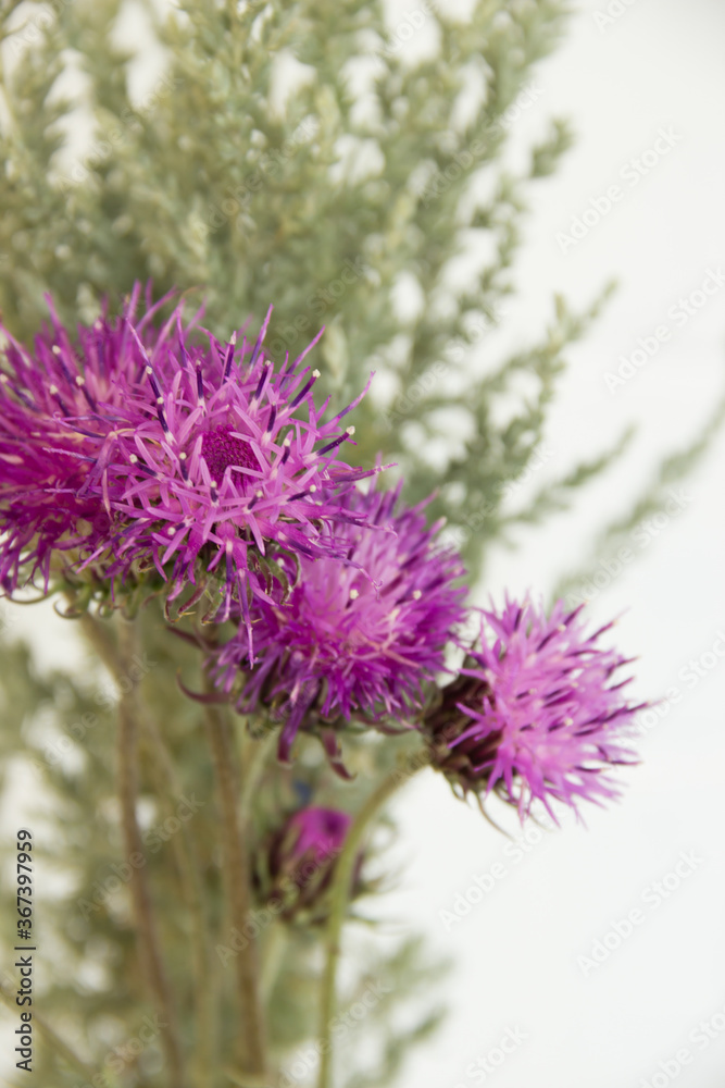 Lilac field cornflower and gray wormwood
on white background Lilac field cornflower and gray wormwood
on white background