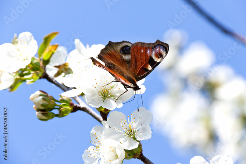 Photography A multicolored butterfly sits on a white Apple blossom