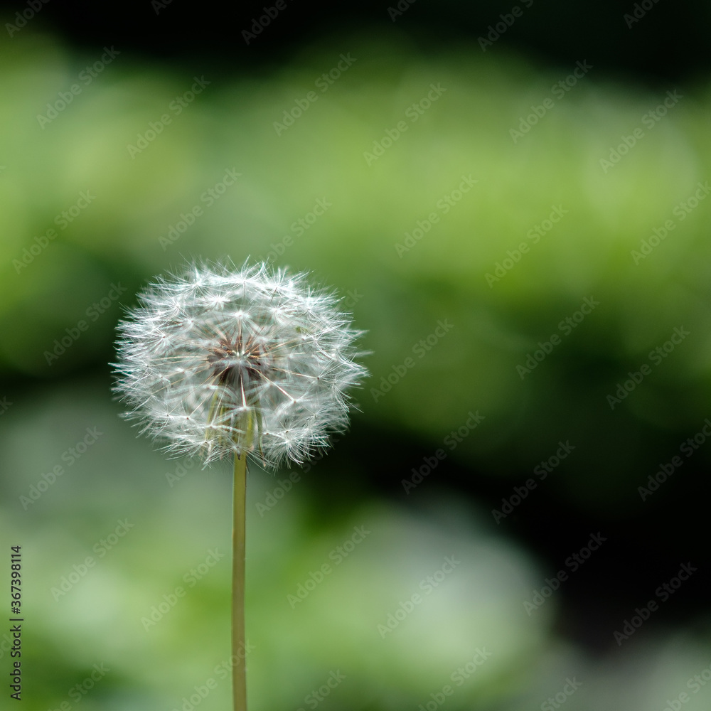 Fototapeta premium Dandelion Seeds