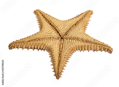 starfish isolated on a white background. Close-up. Bottom view