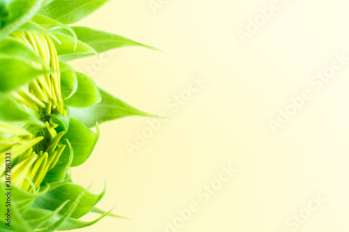 Closeup of beautiful sunflower bud on a yellow background. new life concept. copy space.