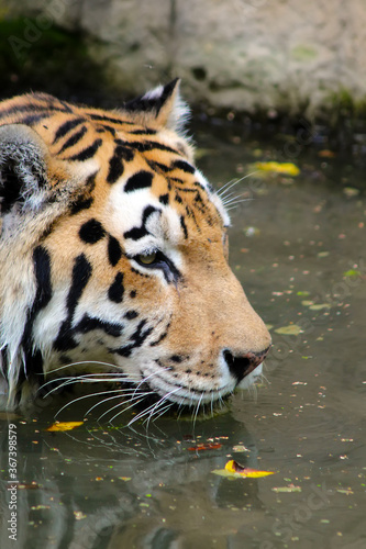 Tiger head The tiger is swimming. Tiger in the water close-up