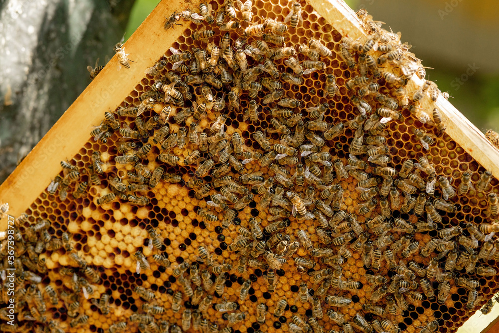 Honey Bee on honeycomb. Close-up of bees on honeycomb in apiary in the summer- selective focus, copy space Honey Bee on honeycomb. Close-up of bees on honeycomb in apiary in the summer- selective focus, copy space