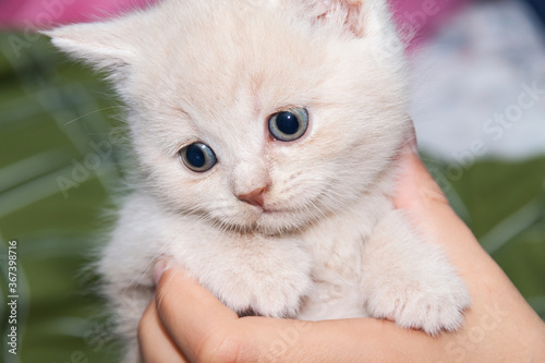 British small kitten hold in their hands