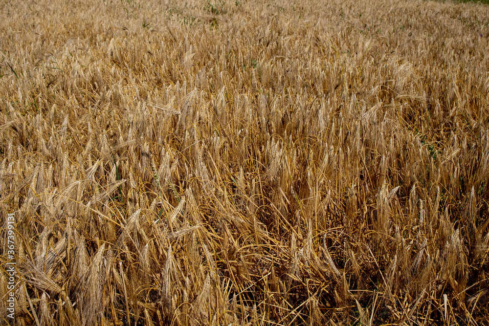 Gold Wheat Field. Beautiful Nature Sunset Landscape. Background of ripening ears of meadow wheat field. Concept of great harvest and productive seed industry Gold Wheat Field. Beautiful Nature Sunset Landscape. Background of ripening ears of meadow wheat field. Concept of great harvest and productive seed industry