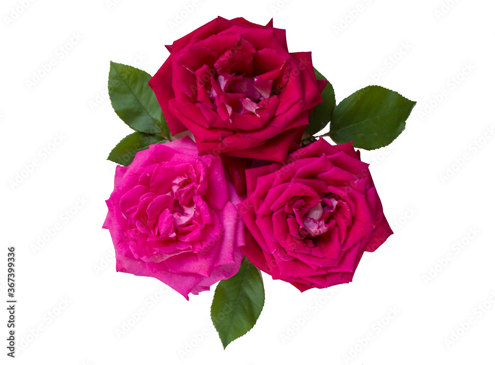 Beautiful pink flower in the garden. Rose flower background. Roses flower texture. Beautiful rose. Roses floral pattern. Three red roses on a white isolated background. Isolate. Beautiful pink flower in the garden. Rose flower background. Roses flower texture. Beautiful rose. Roses floral pattern. Three red roses on a white isolated background. Isolate.