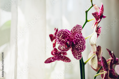 Canvas Print Wild cat orchid phalaenopsis