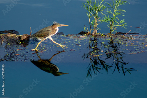 trotting green heron reflected on still blue water