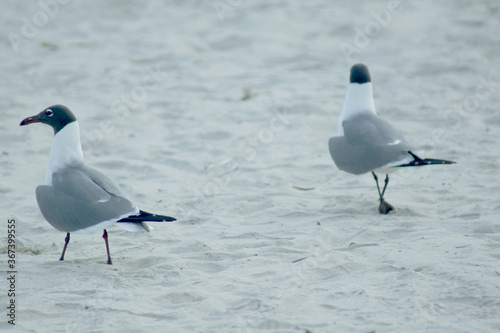 gulls walking away