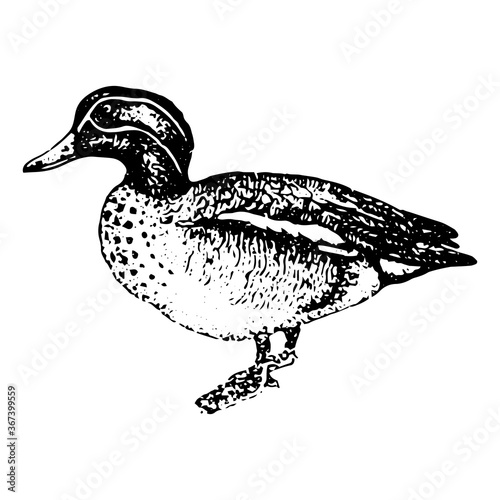 Vintage engraving of a duck photo