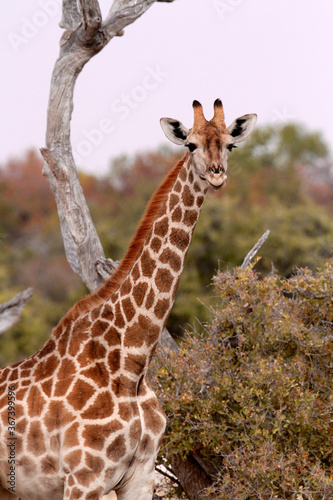 Giraffe looking at the camera