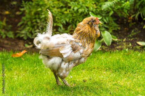 Cuadro en lienzo Americana Chicken molting
