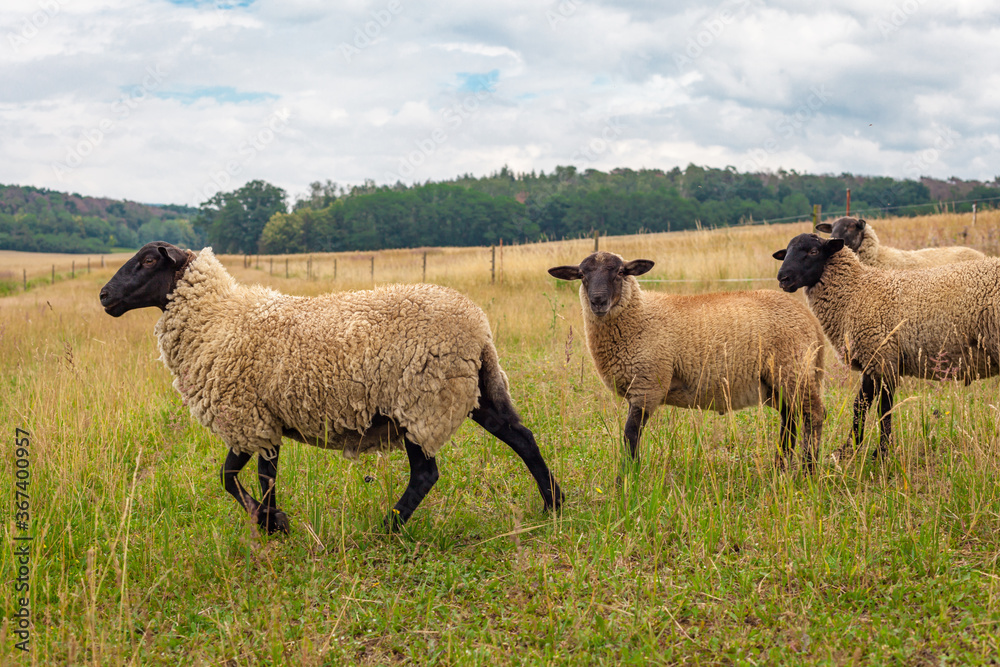 sheep on pasture in a meadow on a farm sheep on pasture in a meadow on a farm