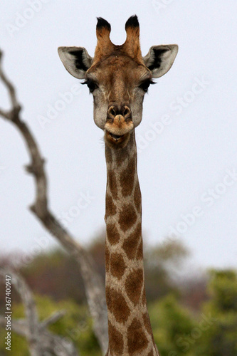 Photography A very long neck