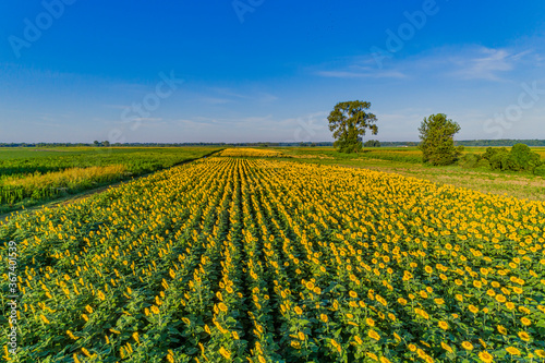  Rows of Sunflowers 