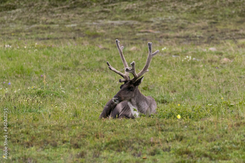 Caribou bedded down in Denali National Park