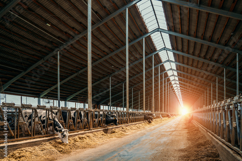 Cows for milking in farm. Dairy cows in modern bar in dairy farm cowshed.