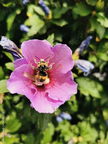 A bumble bee fully loaded with pollen on a pink flower, dicke Biene sitzt in schöner Blume 