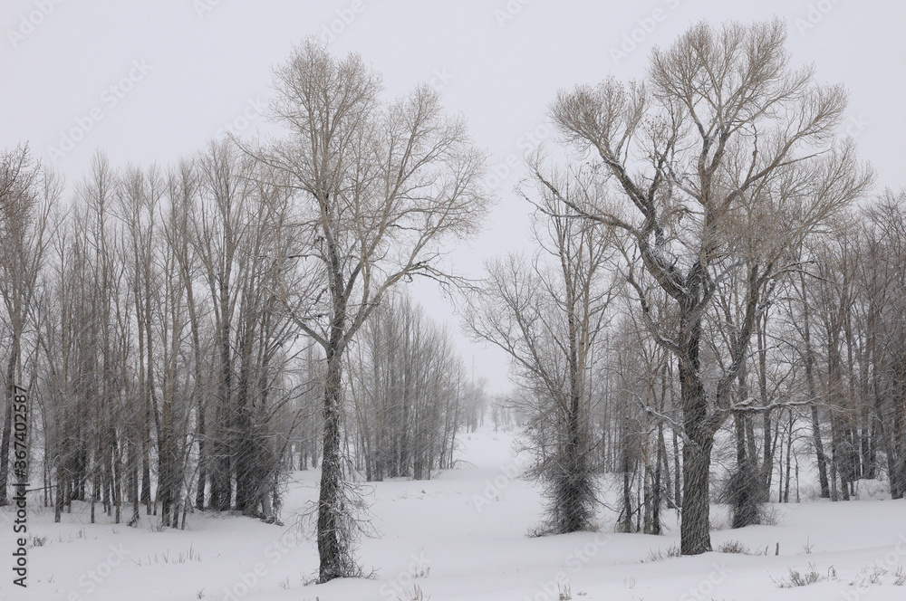 Stand of Eastern Cottonwood trees in a snow storm on Gross Ventre Road Bridger Teton National Forest Stand of Eastern Cottonwood trees in a snow storm on Gross Ventre Road Bridger Teton National Forest