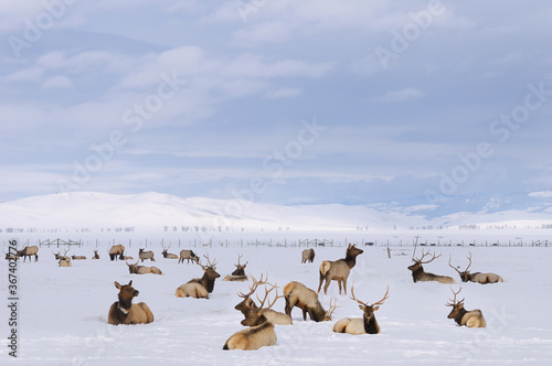 Herd of Elk wintering at the National Elk Refuge in Jackson Hole Wyoming