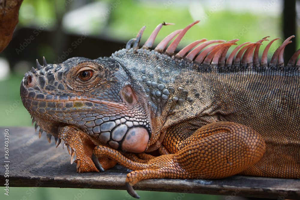 iguana in the zoo iguana in the zoo