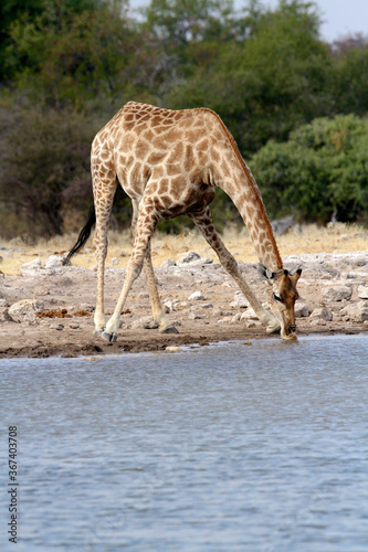 Fototapeta Naklejka Na Ścianę i Meble -  Giraffe drinking at waterhole