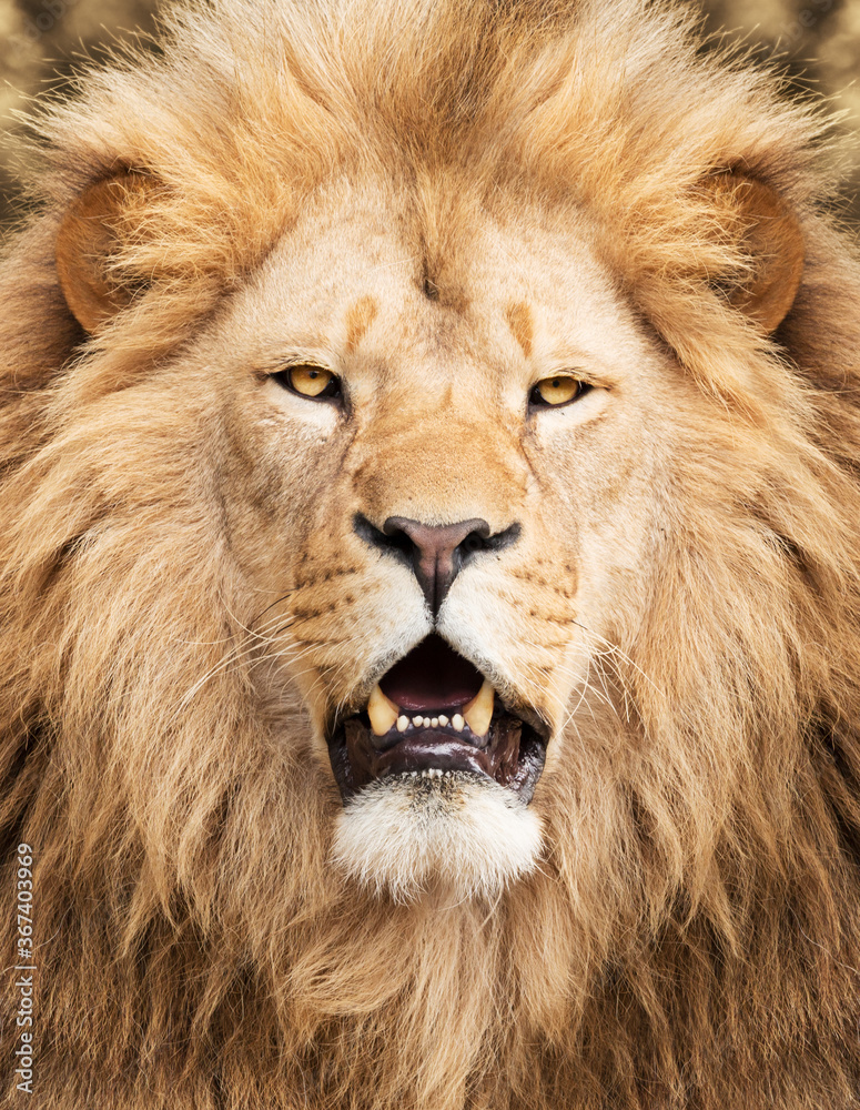 Naklejka premium Portrait of majestic lion male