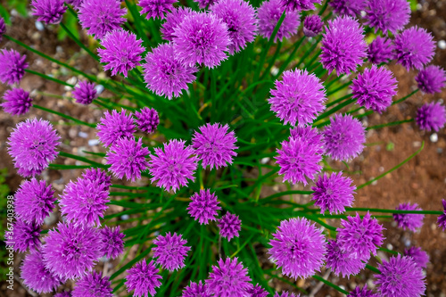 Macro top down view of pale purple edible flower chive plants. The bulb forming herb has long dark green stems or scapes. The plant has an abundance of blooms made of papery material.