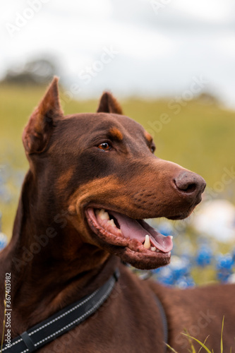 Dobermann