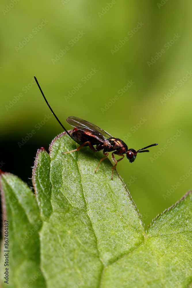 Chalcid wasp - Torymus bedeguaris Chalcid wasp - Torymus bedeguaris
