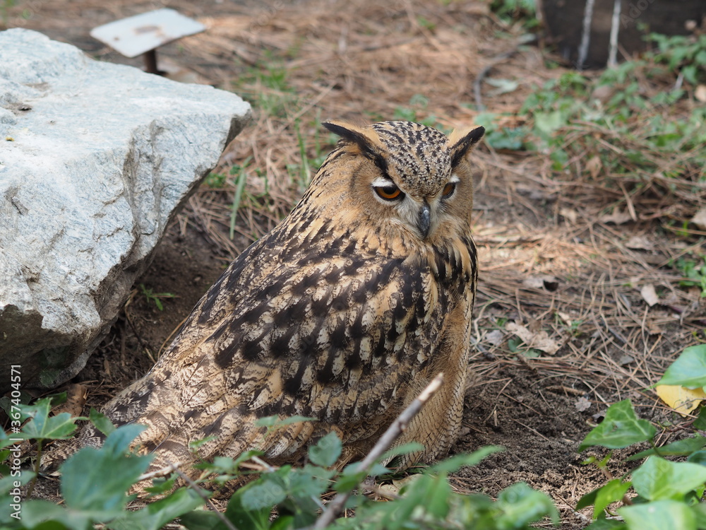 Eagle-owl sitting on the ground Eagle-owl sitting on the ground