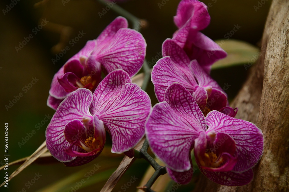 ORQUÍDEA ORQUÍDEA