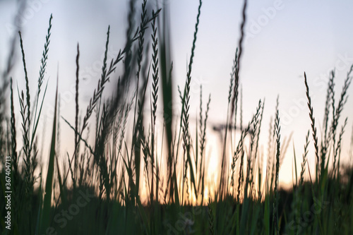 Bright summer sunrise in the green field of spikelets