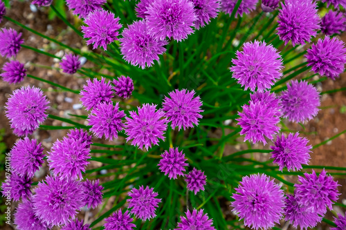 Macro top down view of pale purple edible flower chive plants. The bulb forming herb has long dark green stems or scapes. The plant has an abundance of blooms made of papery material.