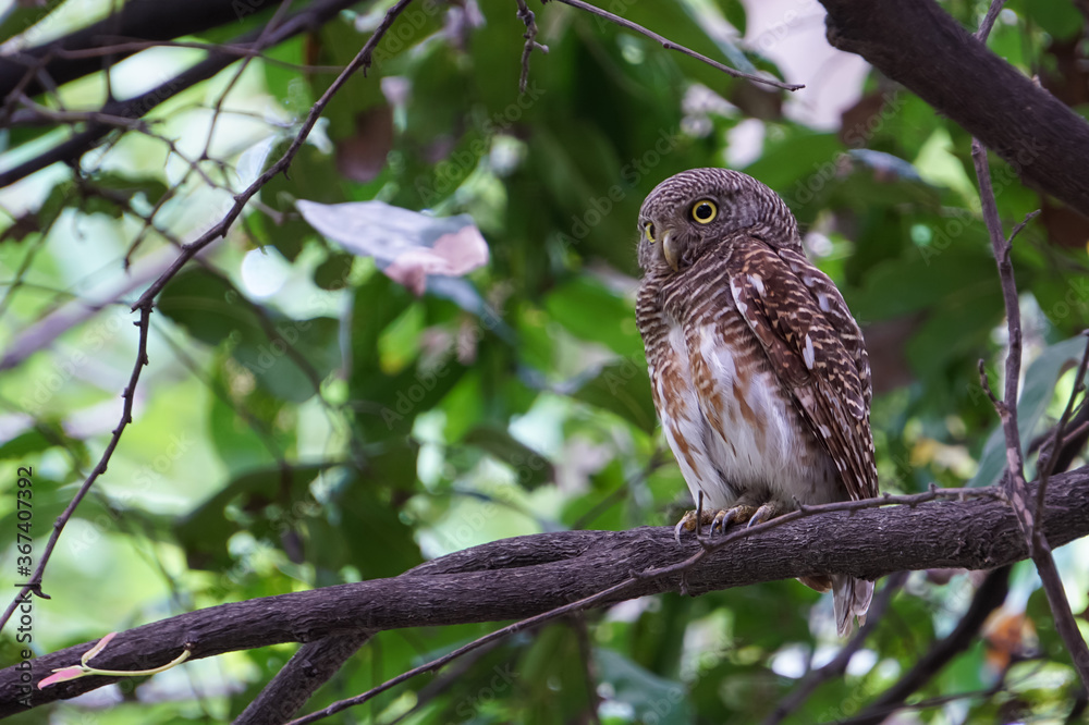A beautiful owl standing on a large tree. A beautiful owl standing on a large tree.