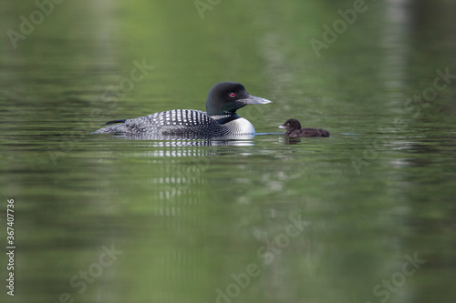common loon or great northern diver (Gavia immer) with baby © Mircea Costina