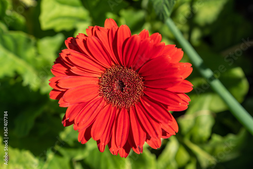 Centered red gerbera daisy in front of leaves