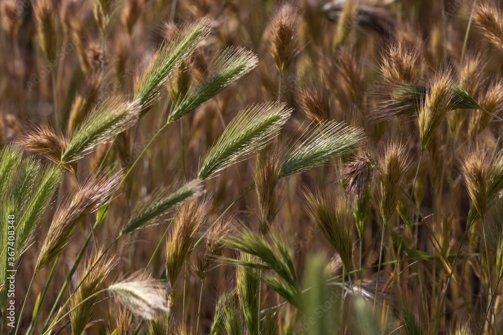 Background of brown and green wild roadside grasses Background of brown and green wild roadside grasses